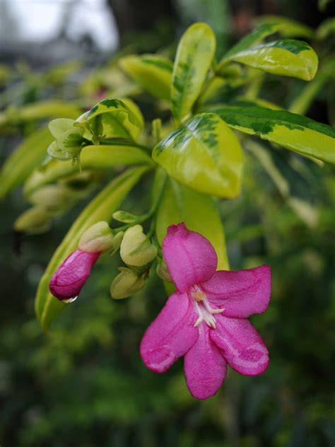 樹幹有刺的植物|芸香科 Rutaceae 